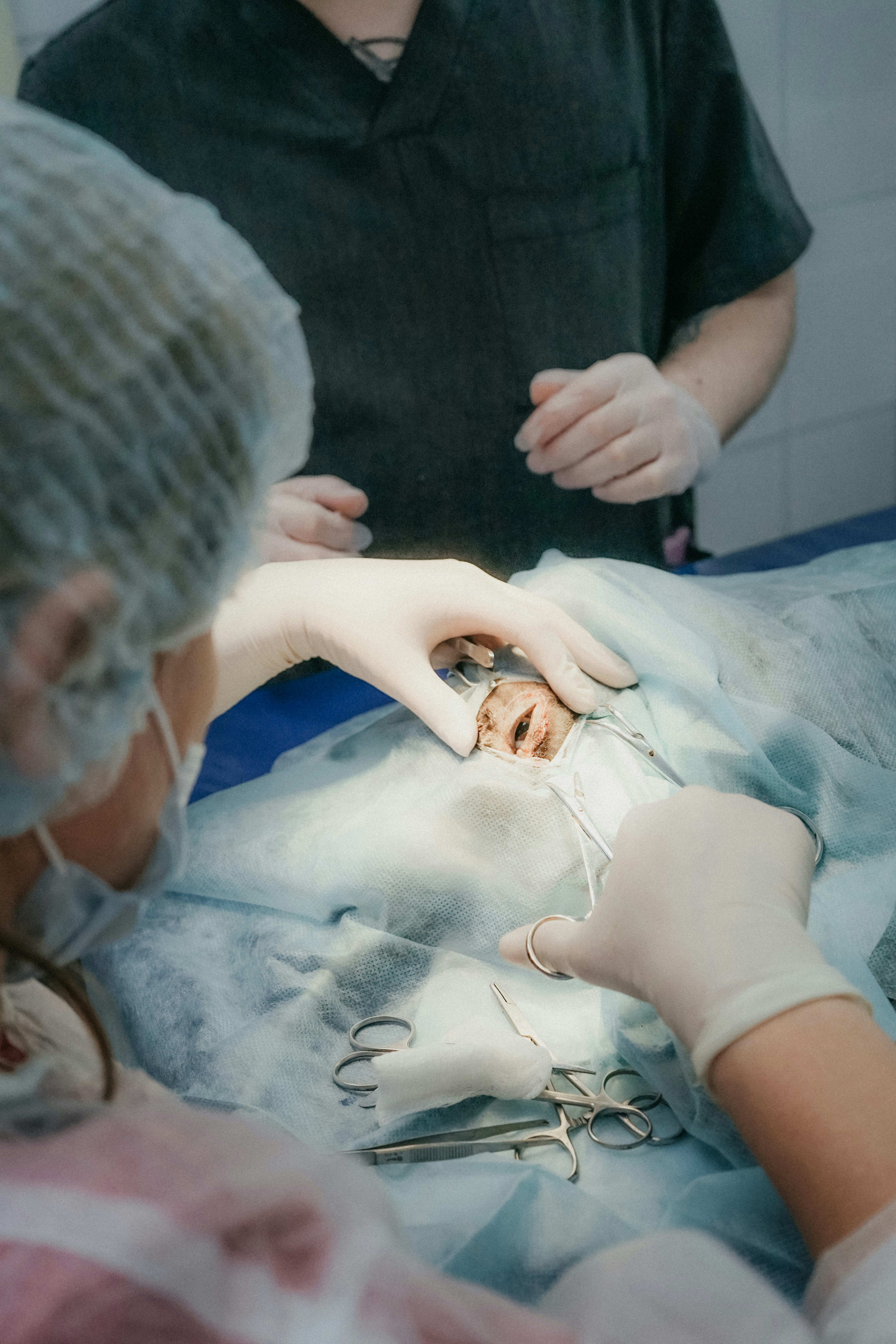 Quirófano y cirugía avanzada veterinaria