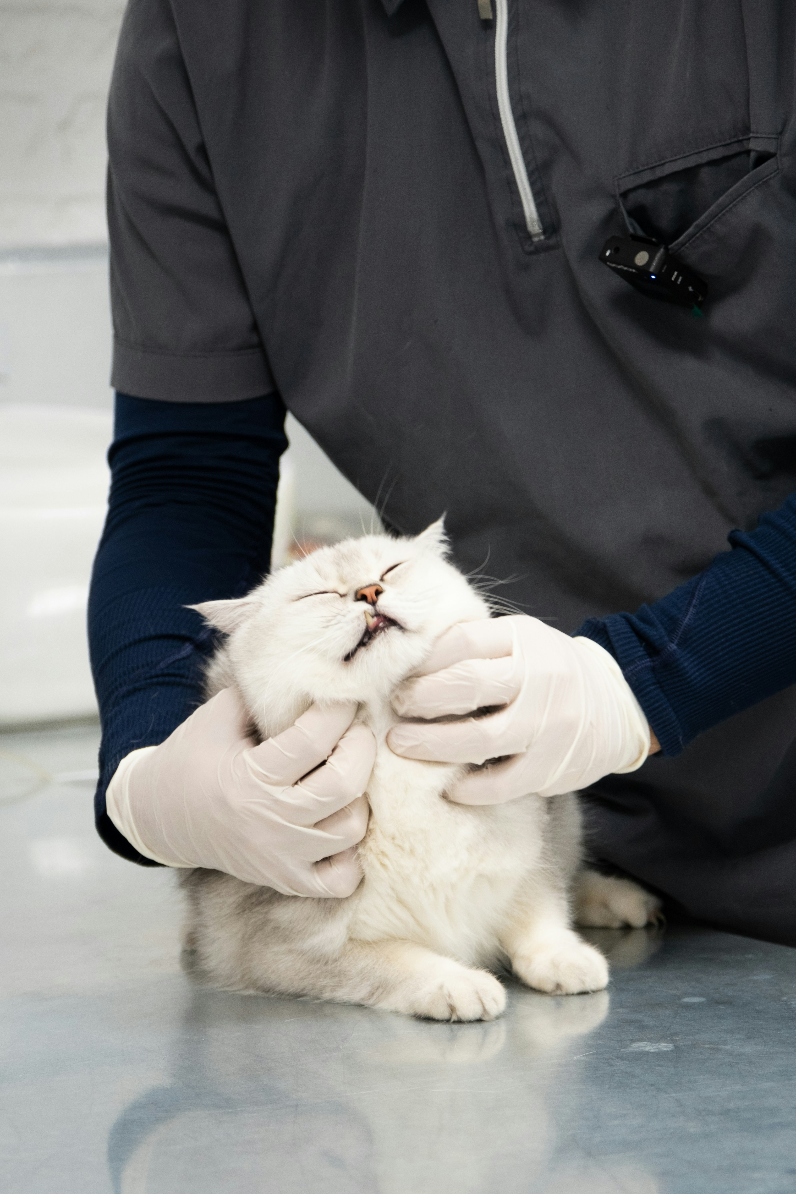 Atención Felina Especializada